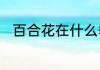 百合花在什么季节开　百合花花期