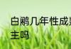 白鹇几年性成熟　暗界神使白雉是女主吗