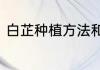 白芷种植方法和时间　白芷种植条件