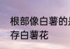 根部像白薯的是什么花　冬天如何储存白薯花
