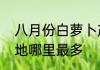 八月份白萝卜产自哪里　广西萝卜产地哪里最多