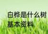 白桦是什么树　白桦树长宽高半径的基本资料