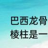 巴西龙骨有芽鳞痕吗　巴西龙骨与三棱柱是一个品种吗