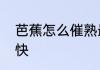 芭蕉怎么催熟最快　芭蕉怎么催熟最快