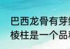 巴西龙骨有芽鳞痕吗　巴西龙骨与三棱柱是一个品种吗