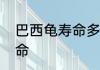 巴西龟寿命多少年　巴西龟有多长寿命