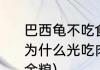 巴西龟不吃食的原因　我家的巴西龟为什么光吃肉，不吃龟粮，(卖的是寸金粮)
