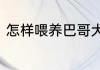 怎样喂养巴哥犬　小巴哥犬怎样饲养