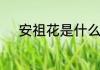 安祖花是什么花　什么是火鹤花
