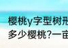 樱桃y字型树形丰产吗　一亩地可以种多少樱桃?一亩地可以种多少樱桃