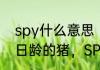 spy什么意思　保育猪是指断奶至70日龄的猪，SPY又称什么