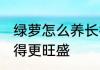 绿萝怎么养长得更旺盛 绿萝如何养长得更旺盛