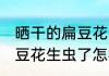 晒干的扁豆花生虫了怎么办 晒干的扁豆花生虫了怎样做