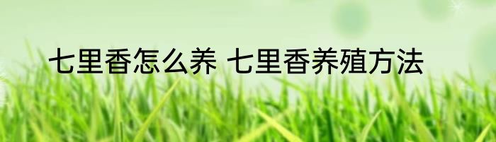 七里香怎么养 七里香养殖方法