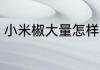 小米椒大量怎样保存 小米椒如何保存