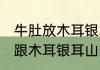 牛肚放木耳银耳山药炒可以吗 牛肚能跟木耳银耳山药一起炒吗