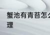 蟹池有青苔怎么办 蟹池有青苔怎么处理