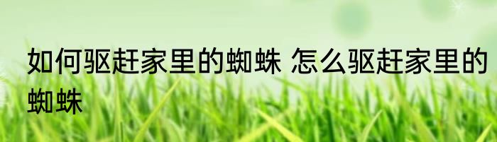 如何驱赶家里的蜘蛛 怎么驱赶家里的蜘蛛