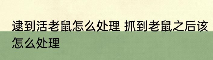 逮到活老鼠怎么处理 抓到老鼠之后该怎么处理