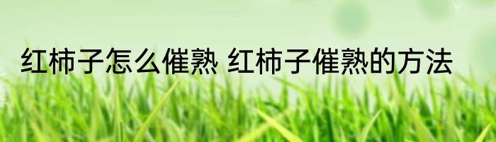 红柿子怎么催熟 红柿子催熟的方法