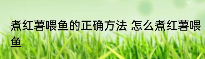 煮红薯喂鱼的正确方法 怎么煮红薯喂鱼