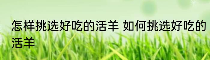 怎样挑选好吃的活羊 如何挑选好吃的活羊