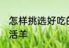 怎样挑选好吃的活羊 如何挑选好吃的活羊