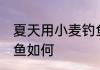 夏天用小麦钓鱼怎么样 夏天用小麦钓鱼如何