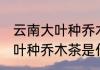 云南大叶种乔木茶属于什么茶 云南大叶种乔木茶是什么茶