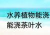 水养植物能浇茶叶水吗 水养植物是否能浇茶叶水