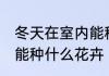 冬天在室内能种哪些花卉 冬天在室内能种什么花卉