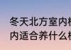 冬天北方室内植物有哪些 冬天北方室内适合养什么植物