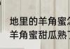 地里的羊角蜜怎么看熟没熟 怎么判断羊角蜜甜瓜熟了没