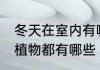 冬天在室内有哪些植物 适合冬季室内植物都有哪些