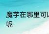 魔芋在哪里可以买到 哪里有卖魔芋的呢