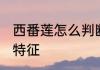 西番莲怎么判断熟没熟 西番莲果成熟特征
