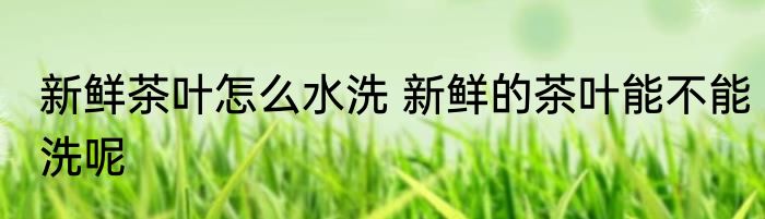 新鲜茶叶怎么水洗 新鲜的茶叶能不能洗呢
