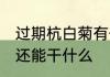 过期杭白菊有什么用途 过期的杭白菊还能干什么