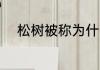 松树被称为什么 松树有啥别名呢