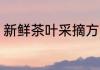 新鲜茶叶采摘方法 新鲜茶叶如何采摘