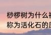 桫椤树为什么被称为活化石 桫椤树被称为活化石的原因