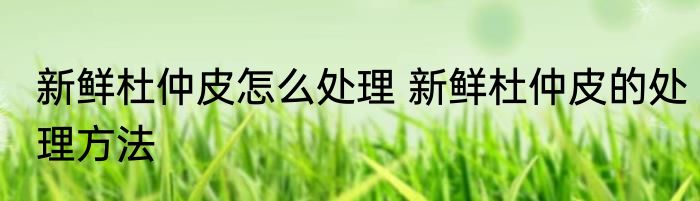 新鲜杜仲皮怎么处理 新鲜杜仲皮的处理方法