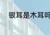 银耳是木耳吗 银耳是不是白木耳