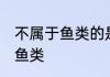 不属于鱼类的是什么鱼 哪些鱼不属于鱼类