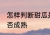 怎样判断甜瓜是熟了 如何判断甜瓜是否成熟