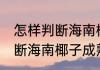怎样判断海南椰子熟了 有什么方法判断海南椰子成熟了呢