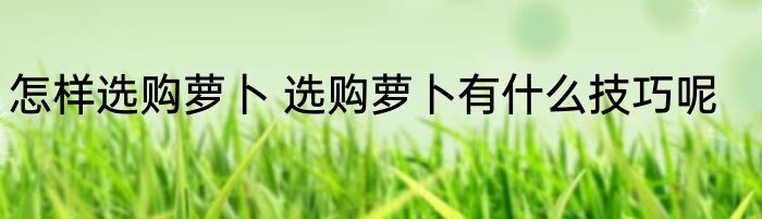 怎样选购萝卜 选购萝卜有什么技巧呢