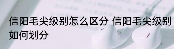 信阳毛尖级别怎么区分 信阳毛尖级别如何划分