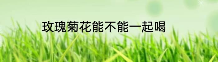 玫瑰菊花能不能一起喝