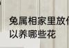 兔属相家里放什么花 属兔的人家里可以养哪些花